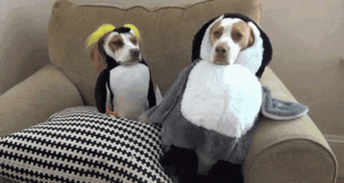two dogs are dressed in penguin costumes and sitting on a couch .