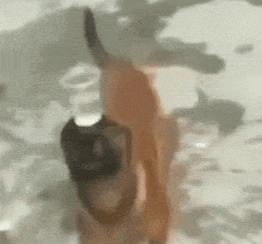 Köpek Dog GIF - Köpek Dog Kafasında Su Taşıyan Köpek GIFs