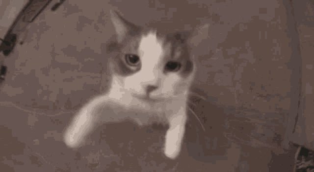 a close up of a cat looking at the camera