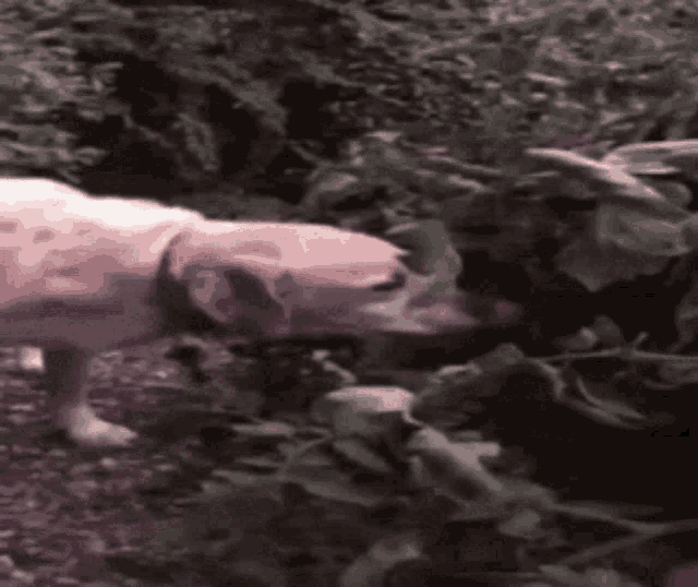 a dog is sniffing a plant in the woods