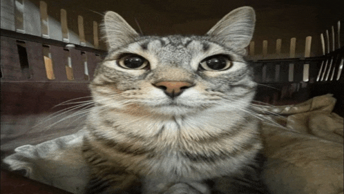 a cat in a cage looks at the camera