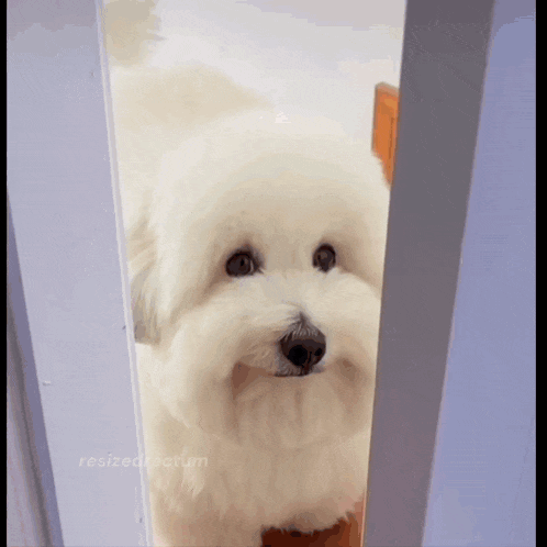 a small white dog is looking out of a doorway .