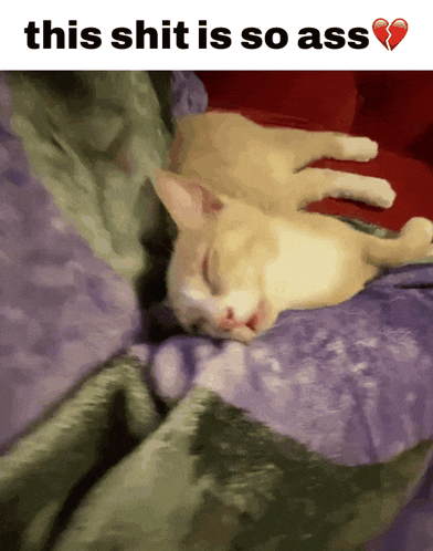 a picture of a cat laying on a bed with a caption that says this shit is so ass