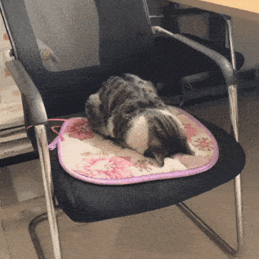 Sleeping Cat GIF - Sleeping Cat Cat Sleep GIFs