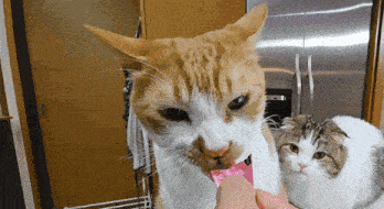 a cat is being fed by a person while another cat looks on