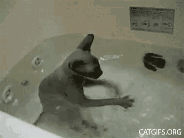 a cat is playing in a bathtub with foam .