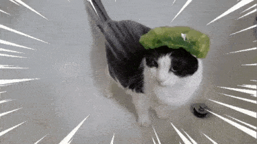 a black and white cat wearing a green leaf on its head