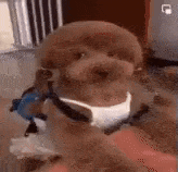 a small brown dog wearing a white shirt and a collar is sitting on a bed .