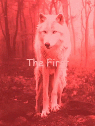 The First GIF - The First GIFs