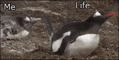 a penguin is sitting on the ground next to another penguin