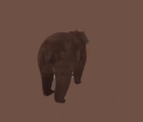 Spinning Bear GIF - Spinning Bear Spinning Bear GIFs