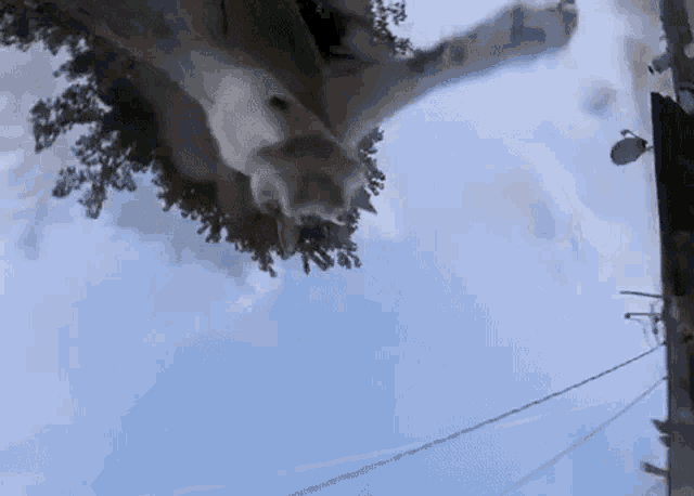 a cat is looking up at the sky while sitting on a tree branch .