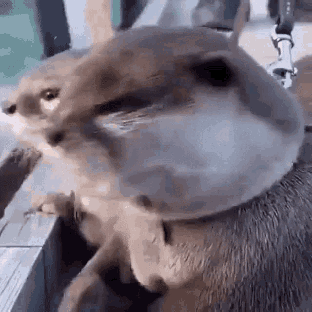a close up of an otter standing next to a window looking at the camera .
