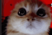 a close up of a cat with big eyes looking at the camera .
