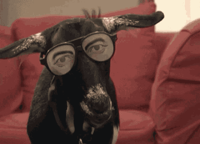 a goat wearing glasses is sitting on a red sofa
