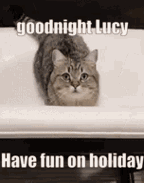 Goodnight Lucy Cat GIF - Goodnight Lucy Cat Cute Cat GIFs