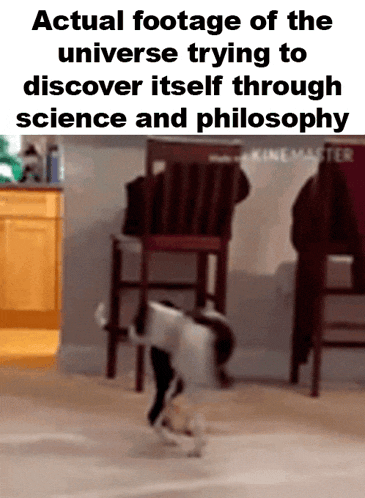 actual footage of the universe trying to discover itself through science and philosophy with a dog in the background