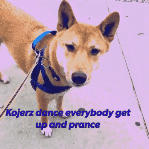 a dog on a leash with the words " kojerz dance everybody get up and prance " below it
