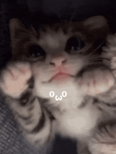 a close up of a kitten 's face with the word owo written on it