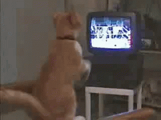 Tv Sports Boxing GIF - Tv Sports Boxing Cat GIFs