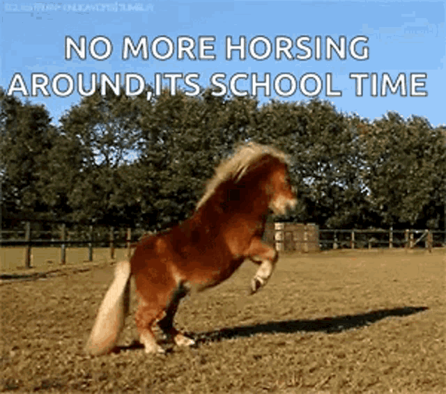 a pony is rearing up in a field with the words no more horsing around its school time