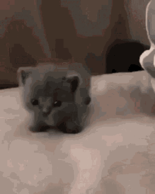 Cat Kitten GIF - Cat Kitten Gray GIFs