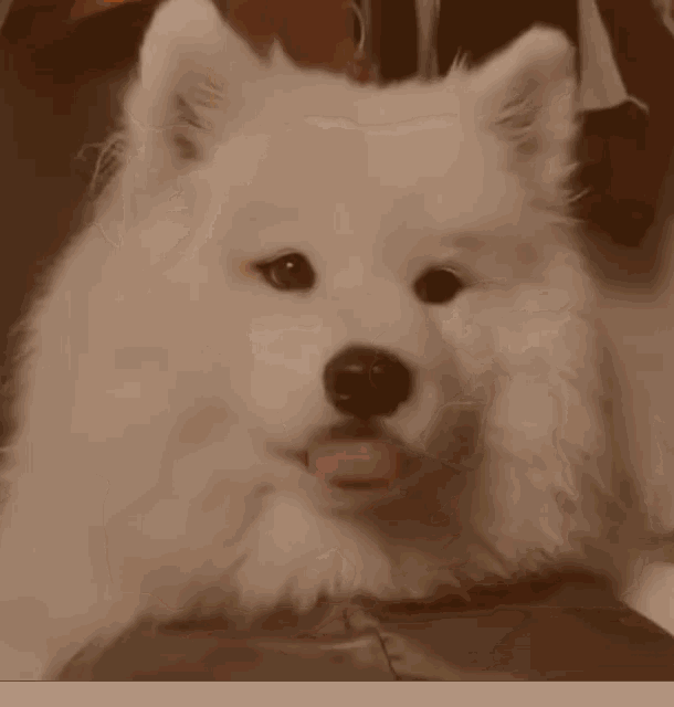 White Dog GIF - White Dog Broccoli GIFs