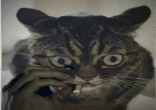 a close up of a cat 's face with a person 's hand on its face .