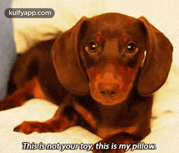 a brown and tan dachshund is laying on a bed and says this is not your toy this is my pillow