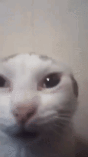 Cat What Is Happening GIF - Cat What Is Happening No Ears GIFs
