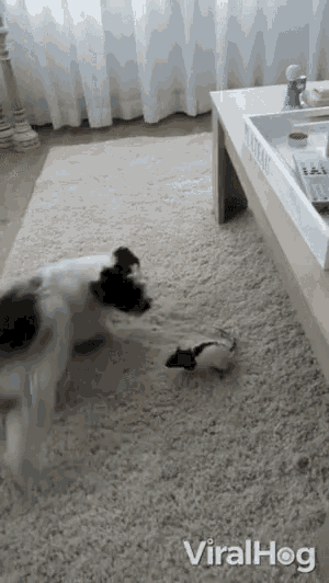 Chasing Playing GIF - Chasing Playing Interspecies GIFs
