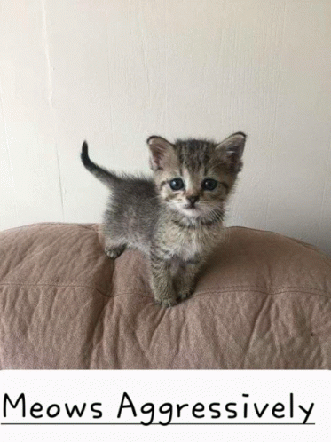 Kittercatter GIF - Kittercatter Cat GIFs