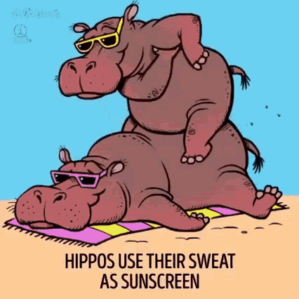 Hippo Sunscreen GIF - Hippo Sunscreen Animal Facts GIFs