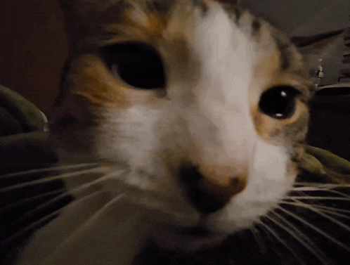 a close up of a calico cat 's face