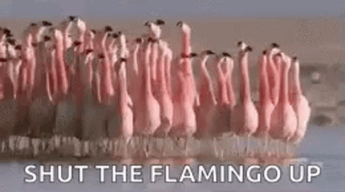 Flamingo Walking GIF - Flamingo Walking Group GIFs