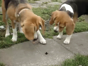 What Is This Madness? GIF - Beagles Dogs Probing GIFs