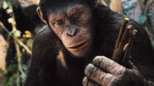 a close up of a chimpanzee holding a branch