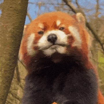Red Panda Ycl GIF - Red Panda Ycl Confuse GIFs