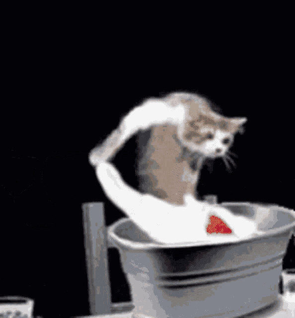 a cat is hanging a shirt on a clothes line in front of a crux one minute wash ad