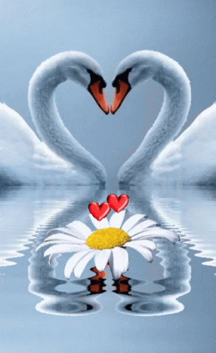 Swans Mating GIF - Swans Mating Heart GIFs