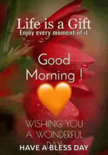life is a gift enjoy every moment of it good morning wishing you a wonderful day have a bless day .