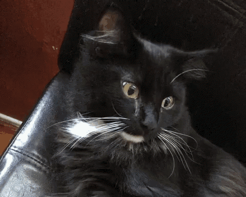 a black cat with white whiskers is sitting on a black couch
