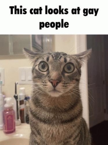 Cat GIF - Cat GIFs