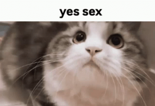 Yes Cat GIF - Yes Cat Sex GIFs