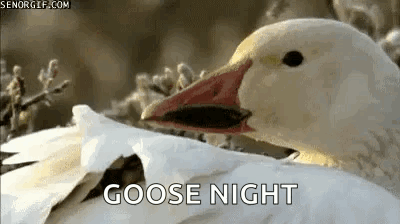 Goose Geese GIF - Goose Geese GIFs