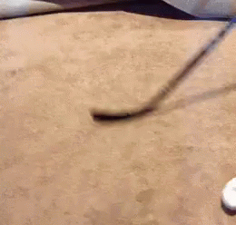 Cat Goalie GIF - Kitten Cat Hockey GIFs