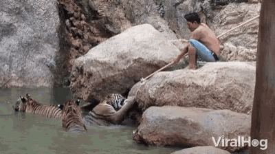 Playing Tiger GIF - Playing Tiger Play With Me GIFs