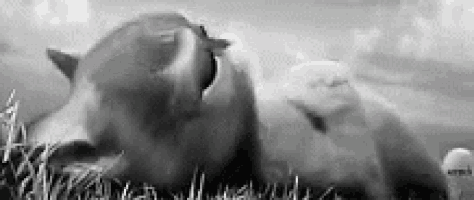 a black and white photo of a cat sleeping in the grass .