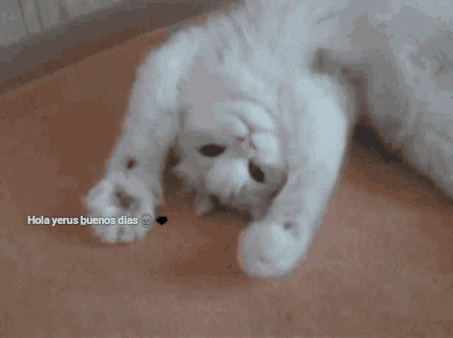 a white cat laying on its back with the words hola yerus buenos dias written above it