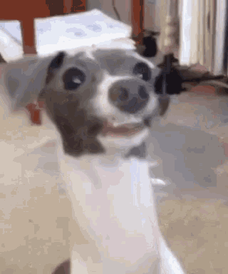a dog is smiling and looking at the camera while sitting on the floor .